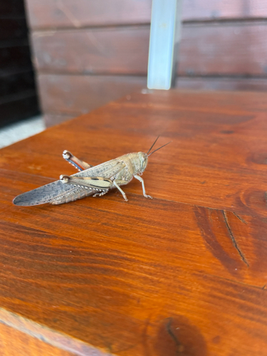 Egyptian Bird Grasshopper