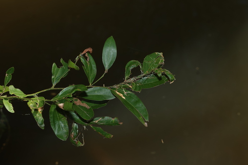 Cryptocarya triplinervis, photograph 3