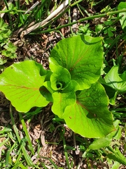 Cardiocrinum cordatum