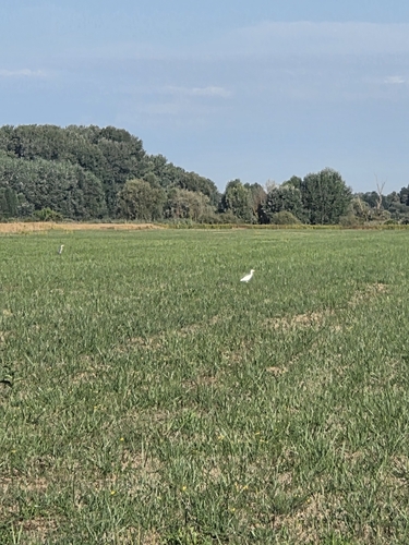 Western Cattle-Egret
