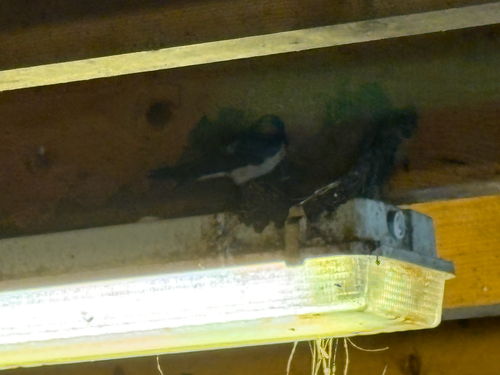 Barn Swallow