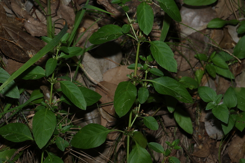 Dyschoriste nagchana, photograph 4