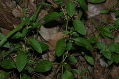 Dyschoriste nagchana, photograph (c) Greg Tasney, some rights reserved (CC BY-SA)