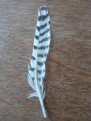 Plume de Courlis cendré