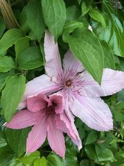 Clematis patens