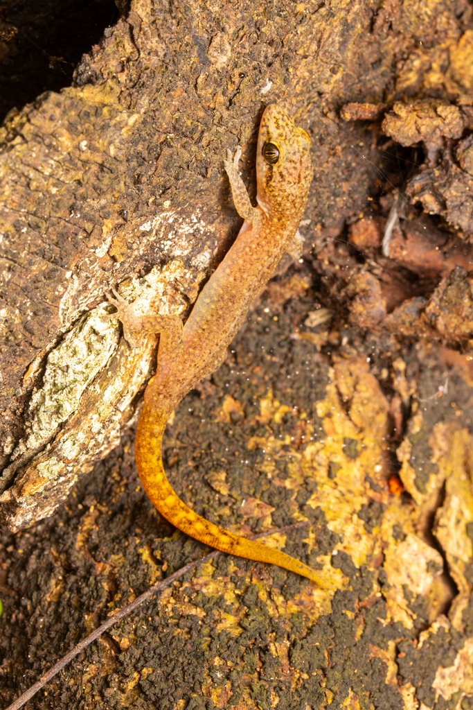 Komodo Bent-toed Gecko (Cyrtodactylus laevigatus)