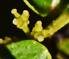 Zanthoxylum simulans