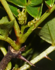 Zanthoxylum simulans