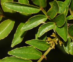Zanthoxylum simulans