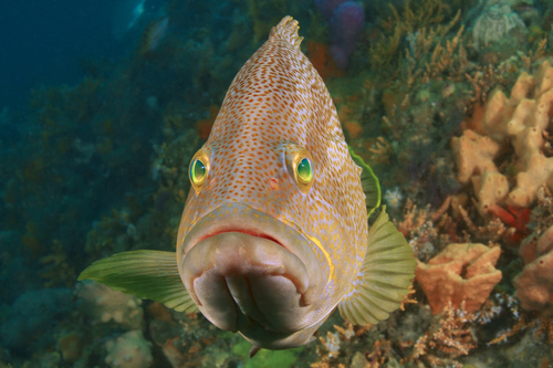 Maori rockcod (Epinephelus undulatostriatus) — Serranidae — 3