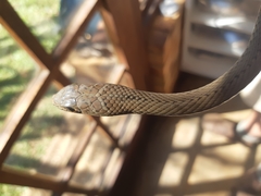 Psammophis mossambicus