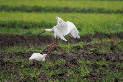 iNaturalist image
