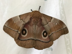 Gonimbrasia belina