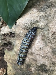 Gonimbrasia belina