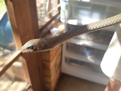 Psammophis mossambicus