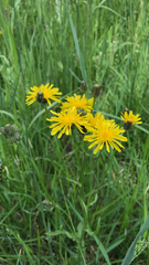 Crepis biennis