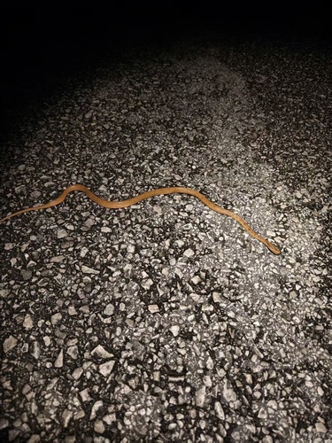 Formosa Slug Snake