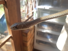 Psammophis mossambicus
