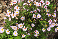 Symphyotrichum