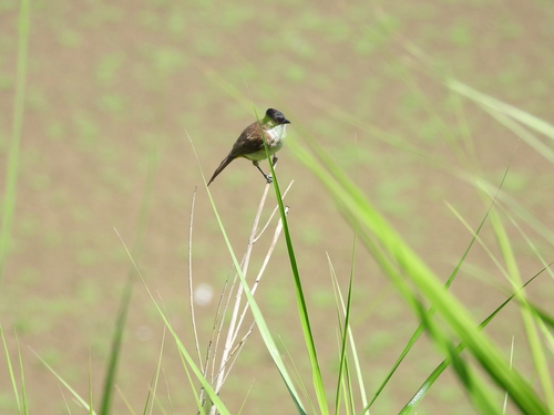 Brown-breasted Bulbul