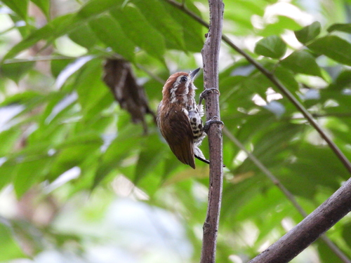 Speckled Piculet