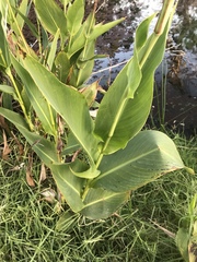 Canna flaccida