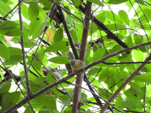 Rufous-capped Babbler