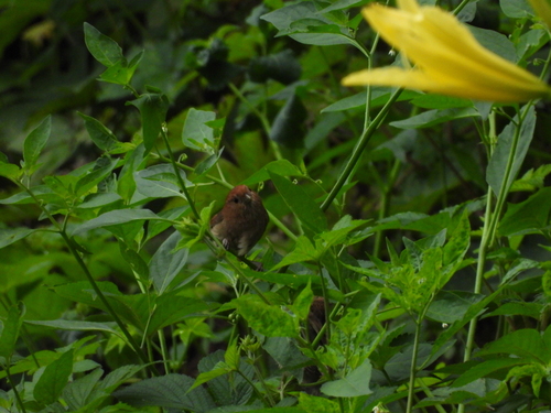 Vinous-throated Parrotbill