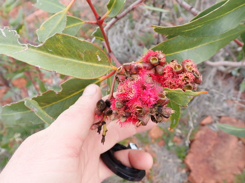 Eucalyptus lansdowneana