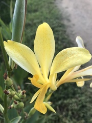 Canna flaccida