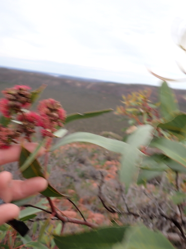 Eucalyptus lansdowneana, photograph 1