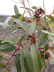 (c) Em Lamond, some rights reserved (CC BY) Eucalyptus lansdowneana, photograph (c) Em Lamond, some rights reserved (CC BY)