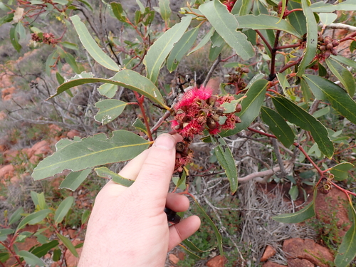 Eucalyptus lansdowneana, photograph 3