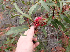 (c) Em Lamond, some rights reserved (CC BY) Eucalyptus lansdowneana, photograph (c) Em Lamond, some rights reserved (CC BY)