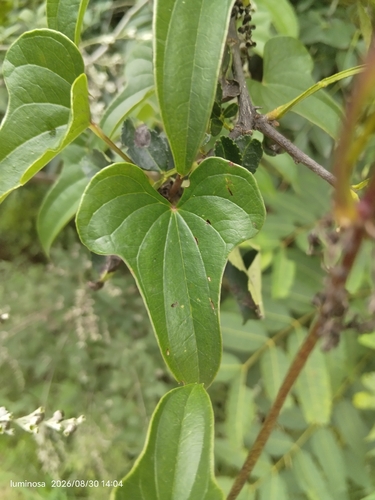 Chinese yam