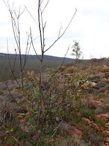 Eucalyptus lansdowneana, photograph 4