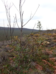 (c) Em Lamond, some rights reserved (CC BY) Eucalyptus lansdowneana, photograph (c) Em Lamond, some rights reserved (CC BY)