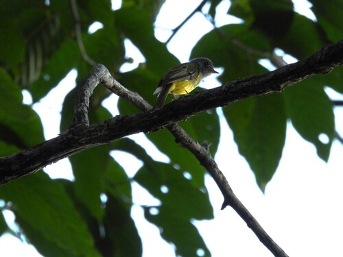 Grey-headed Canary-Flycatcher