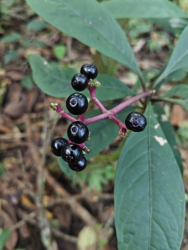 Chassalia curviflora observed 2026-09-01