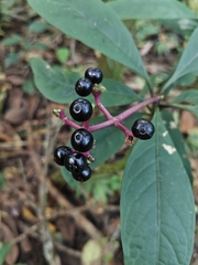 Chassalia curviflora