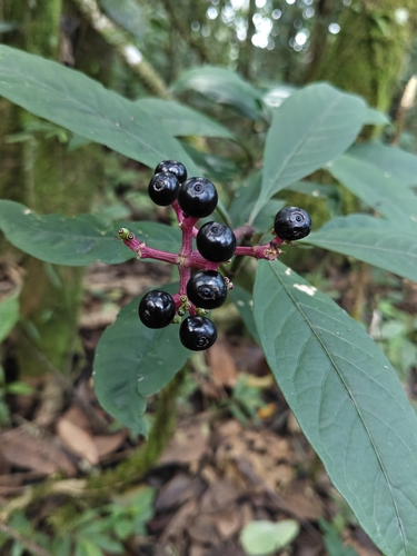 Chassalia curviflora, photograph 2