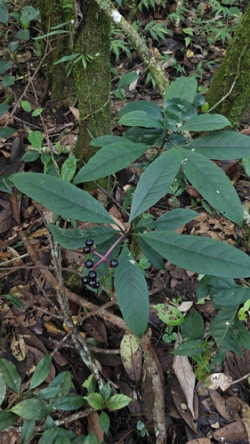 Chassalia curviflora, photograph 3