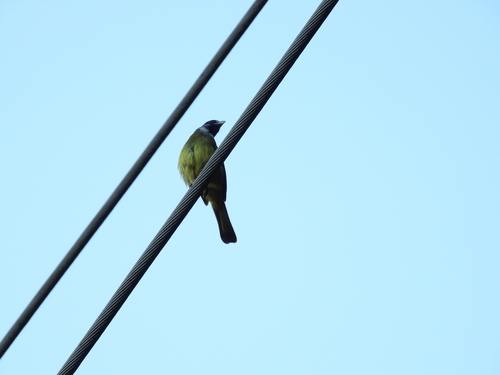 Collared Finchbill