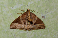 Ecliptopera triangulifera