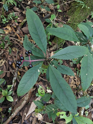 Chassalia curviflora, photograph 4