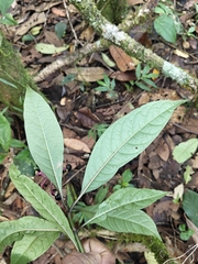 Chassalia curviflora, photograph (c) rajesh rocky, some rights reserved (CC BY)