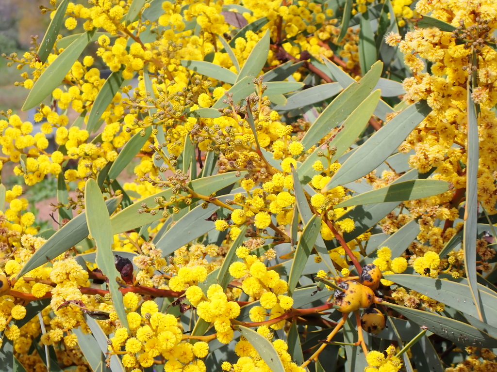 Acacia notabilis; photograph (c) Em Lamond, some rights reserved (CC BY)