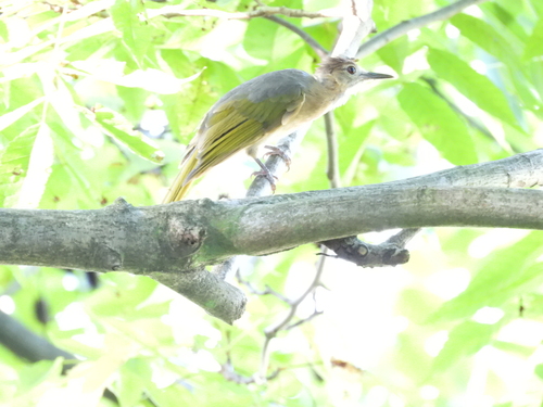 Mountain Bulbul