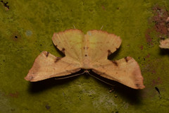 Corymica