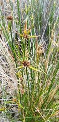 Cyperus gymnocaulos